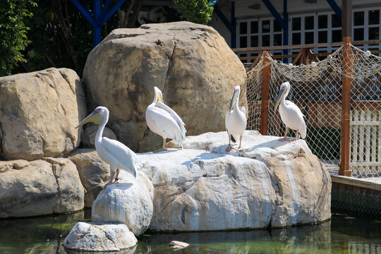 Pelicans Resting on Rocks in Valencia
