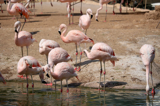 Flamingos Feeding at the Water's Edge