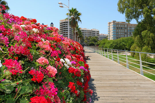 Bougainvillea Along a Garden Walkway in Valencia