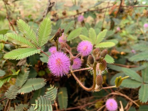 A close-up photograph of a pink, fluffy-headed Mimosa pudica (sensitive plant) flower in full bloom, with delicate green leaves in the natural background.