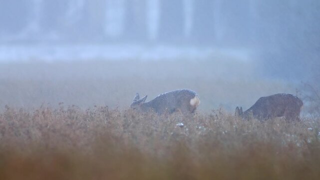 European Roe Deer Group Searching for Food at Field Edge During Snowfall, Germany, Winter Survival Wildlife 4K