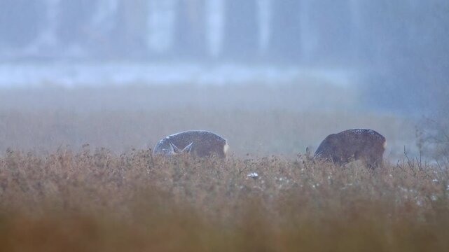 European Roe Deer Group Searching for Food at Field Edge During Snowfall, Germany, Winter Survival Wildlife 4K
