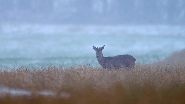 European Roe Deer Male Searching for Food at Field Edge During Snowfall, Germany, Winter Survival Wildlife 4K