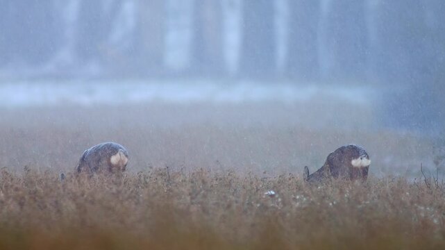 European Roe Deer Group Searching for Food at Field Edge During Snowfall, Germany, Winter Survival Wildlife 4K