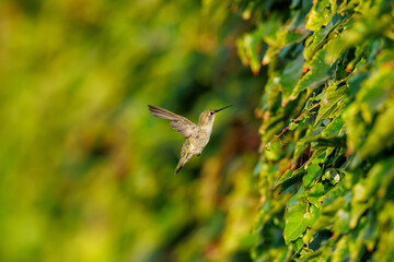 hummingbird flying © pink-egret
