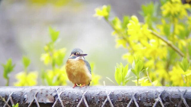 Close up of a beautiful Common Kingfisher bird perched on a metal wire fence against a vibrant blurred background of yellow spring flowers and green leaves, urban wildlife adaptation.
