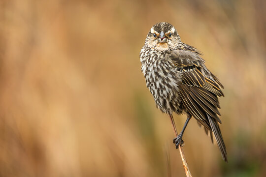 Female Red-winged Blackbird (Agelaius phoeniceus) perched on a dry reed stalk at Bayfront Park, Hamilton, Ontario.