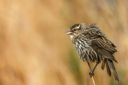 Female Red-winged Blackbird (Agelaius phoeniceus) perched with open beak at Bayfront Park, Hamilton, Ontario.