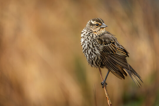 Female Red-winged Blackbird (Agelaius phoeniceus) perched on a dry reed stalk at Bayfront Park, Hamilton, Ontario.