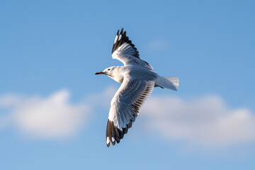 Obraz premium seagull_Larus