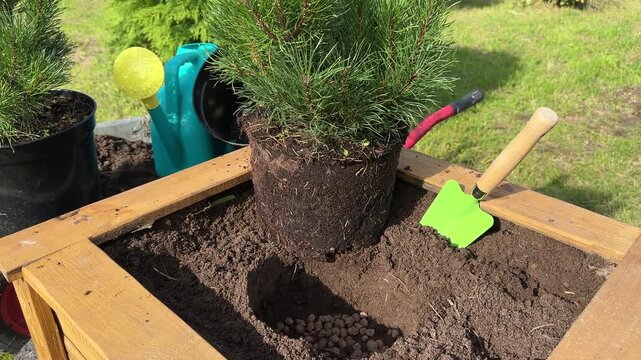 Pine planting in flowerpot. Mugo Pine grow in closed root system. Soil Drainage in Planting. Material For Planter Drainage. Pine tree transplant. Transplanting ornamental plant in wooden.pot.