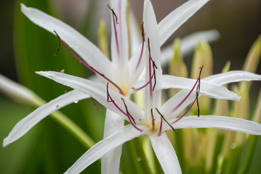 Close up of white queen emma lily flower with purple stamens blooming outdoors