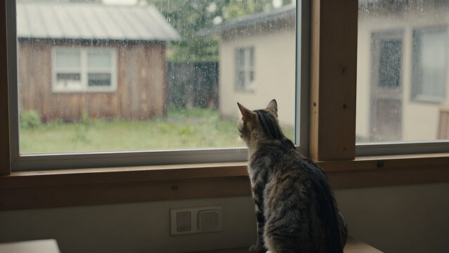 Cat looking out a window at rainy outdoor scene