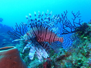 coral reef with lionfish © Taylor