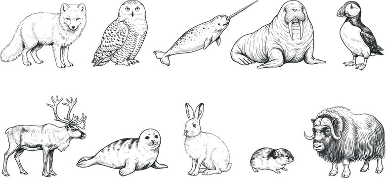 Arctic Wildlife and Polar Animals Vintage Engraving Style Vector Icon Set Featuring Arctic Fox Snowy Owl Narwhal Walrus Puffin Seal Reindeer and Muskox