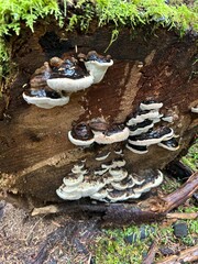 mushrooms in the forest © Taylor