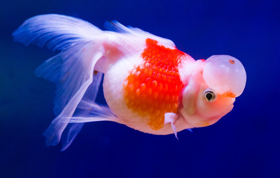HD aquarium material: red and white goldfish with a pure royal blue background, featuring a quirky ornamental fish with a bubble head.