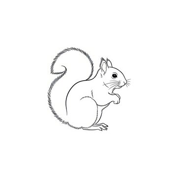 Cute Squirrel Line Drawing Illustration in Black and White.