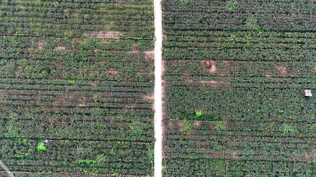 Aerial drone footage over lush green farm fields divided by a dirt path.