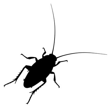 Black silhouette of a cockroach with long antennae isolated on a white background for pest control themes