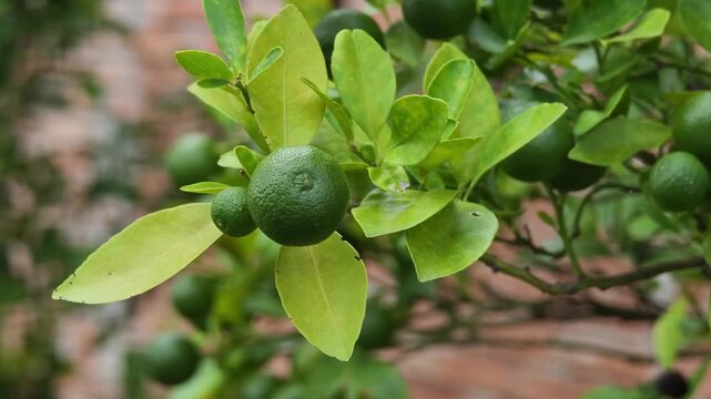 Green oranges on the tree.
