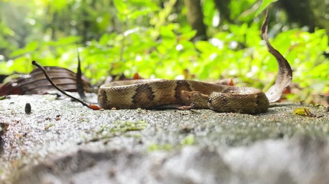 Small venomous pit viper snake resting on stone surface in tropical rainforest environment.