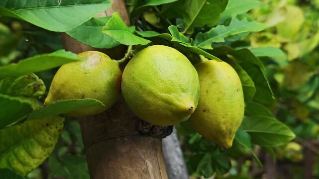 Lemons hanging on a lemon tree. Yellow lemons grow on a tree in the garden. 