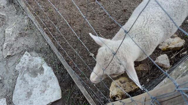 Cute white lamb eating food behind wire farm fence outdoors.