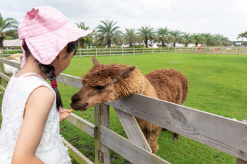 A Chinese little girl feeding alpacas on a farm. © mei