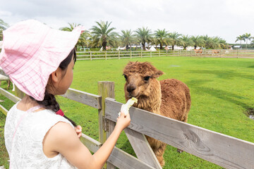 A Chinese little girl feeding alpacas on a farm. © mei