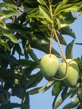 Two unripe green mangoes hanging from a leafy branch of a mango tree under a clear blue sky.