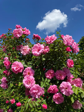 A profusion of pink roses on a bush. Rosebush in full bloom.