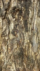 Fototapeta premium A vertical shot close up texture of rough, deeply fissured and furrowed tamarind tree bark. The color ranges from light tan and beige inner layers to weathered gray and charcoal-black outer ridges.