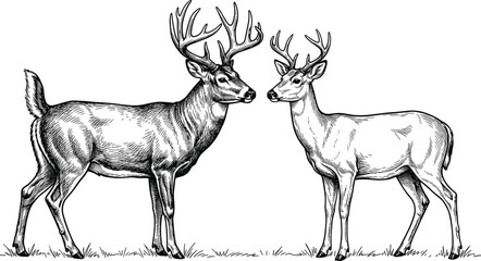 Fototapeta premium Two whitetail stags with majestic antlers standing together in field woodcut style detailed monochrome engraving illustration