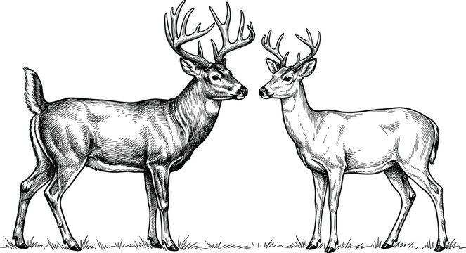 Two whitetail stags with majestic antlers standing together in field woodcut style detailed monochrome engraving illustration