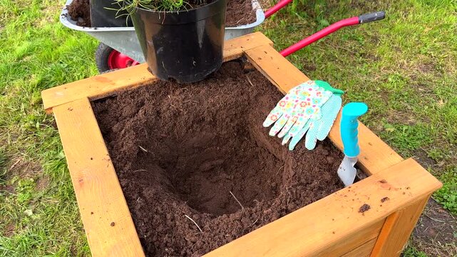 Pine planting in flowerpot. Mugo Pine grow in closed root system. Soil Drainage in Planting. Material For Planter Drainage. Pine tree transplant. Transplanting ornamental plant in wooden.pot.