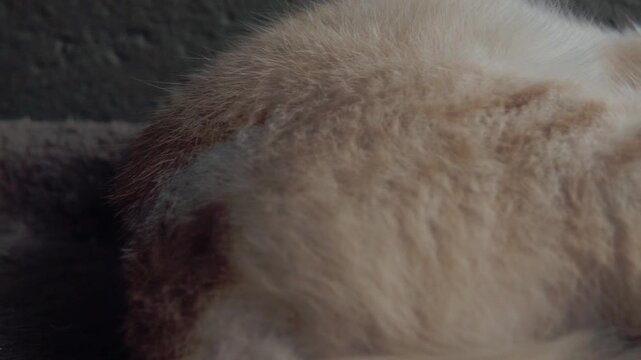 Panning close up showing sleeping cream colored cat resting peacefully with closed eyes soft fur and white whiskers while lying comfortably against a dark surface