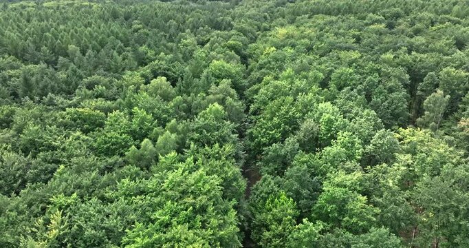 Flying over an endless expanse of green forest, summer Poland.