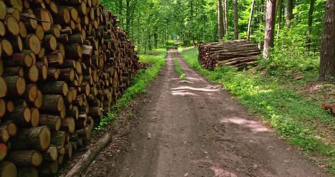 Morning sun shines on cut wood near Polish forest trail.