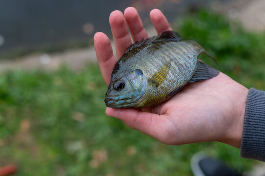 close-up view of a person holding a freshly caught bluegill sunfish in their open palm against a blurred grassy background
