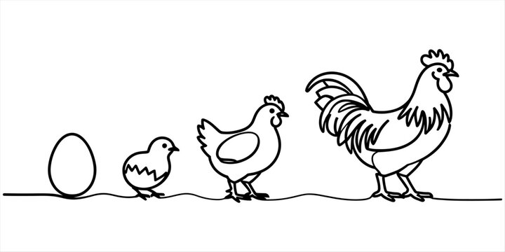 Evolution of chicken linear drawing showing egg chick hen and rooster in continuous line art style perfect for farm branding or educational agriculture.