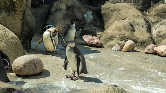 Group of playful penguins interacting on rocky terrain with smooth pebbles and natural textures, showcasing their lively behavior in a vibrant habitat