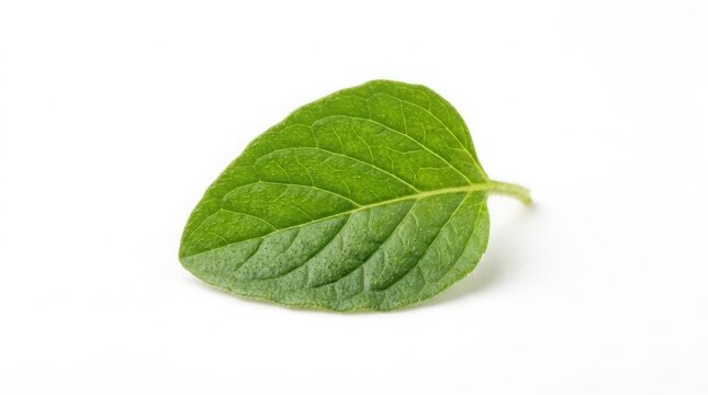 Detailed close-up of a single fresh green oregano leaf on a white background with culinary herb seasoning ingredient aromatic isolated background nutrition mediterranean perennial
