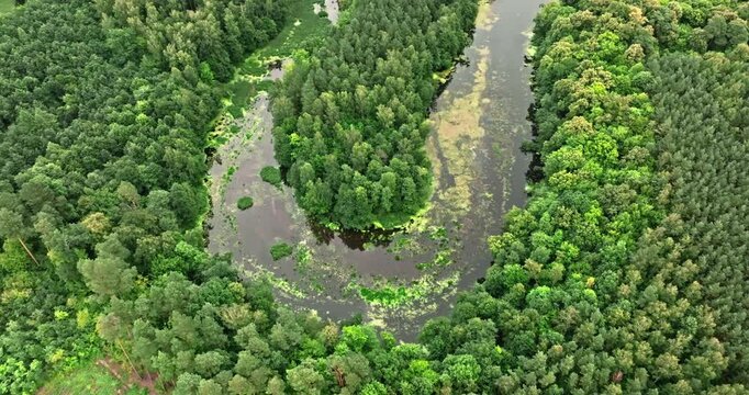 Drone perspective of winding river through summer green Polish woods.