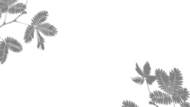 Mimosa pudica leaves shadow overlay and botanical branch background