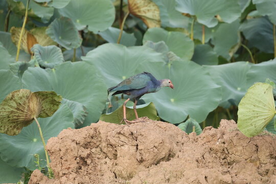 Swamphen in wetland