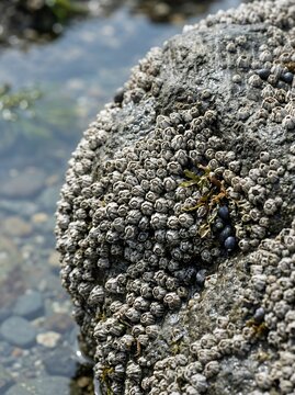 Close up of a rock covered in barnacles on a beach with water in the background.