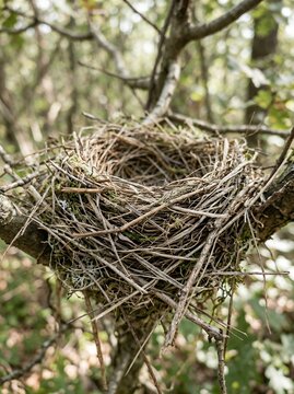 Empty Bird Nest Constructed from Twigs and Grass on a Tree Branch in a Forest.