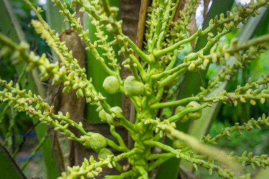 A coconut bunch containing both small, developing nuts and unbloomed flowers.