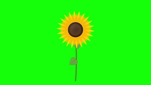 Sunflower Flower Animation Isolated on Bright Green Background